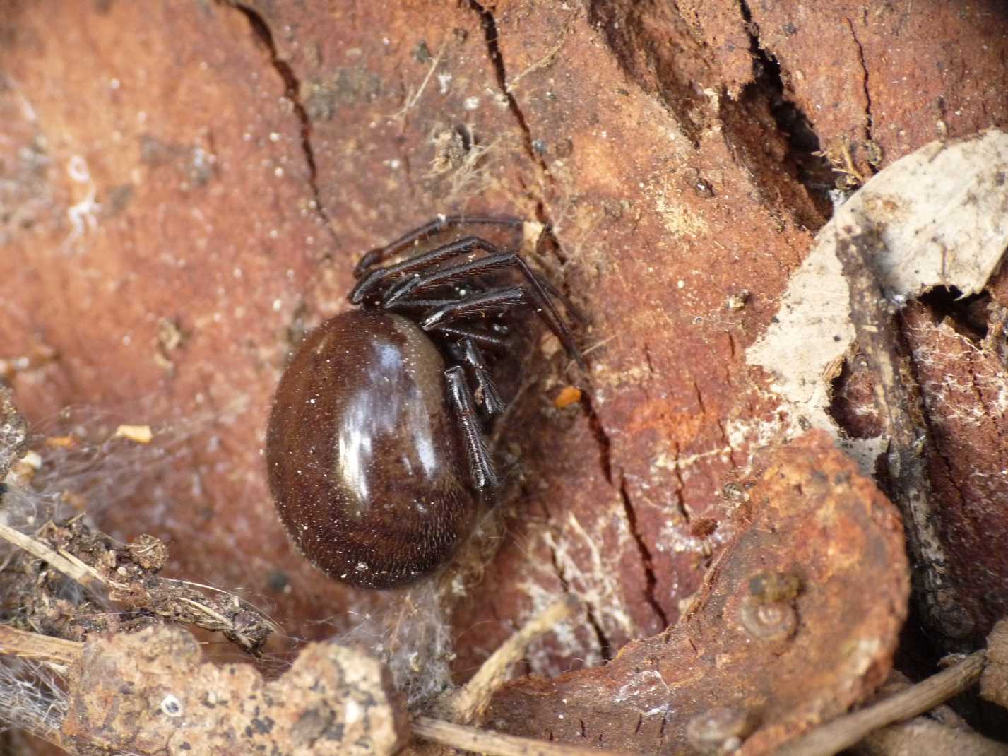 Maschio di Steatoda nobilis?